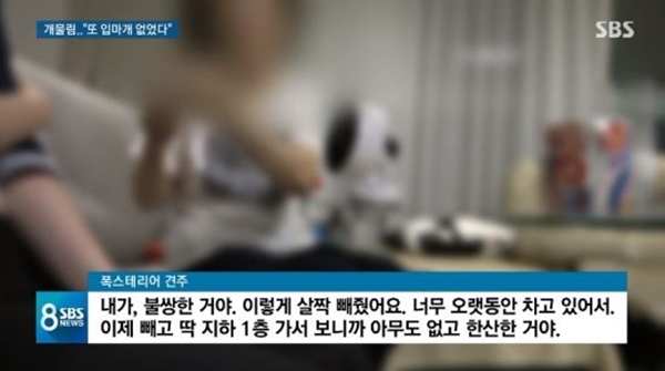 3일 SBS 8시뉴스에 따르면 경기도 용인 소재의 한 아파트에서 세 살배기 여아가 다른 주민이 키우던 개에 물려 크게 다치는 사고가 발생했다. [사진=SBS 8시뉴스 갈무리]
