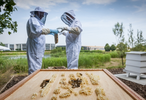 롤스로이스는 2017년부터 꿀벌 프로젝트를 통해 꿀벌 보호에 동참하고 있다. [사진=롤스로이스모터카 제공]