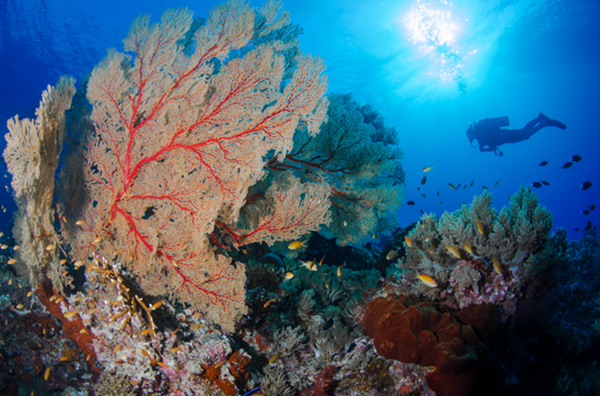 투바타하 산호초 자연공원 [사진=필리핀 관광부 제공]
