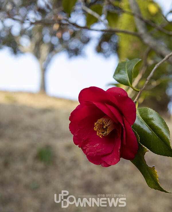 남도 지방에서 산다화라고 불리는 동백꽃이 초암정원에 붉게 피어 있다. 올해는 가뭄등으로 꽃이 예년보다 못해 다소 아쉬움이 있다.