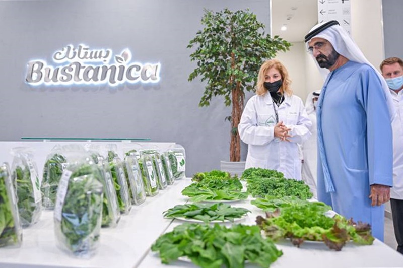 셰이크 무함마드 두바이 국왕 겸 UAE 부통령이 지난 13일(현지시간) 부스타니카 농장을 찾아 수확된 채소를 살펴보고 있다. [사진=코트라 제공]