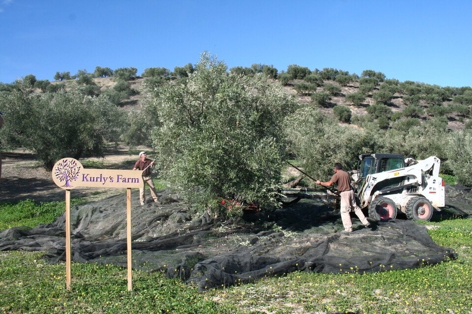 컬리가 ‘컬리 엑스트라 버진 올리브오일’ 개발을 위해 협력한 스페인의 '핀카듀에르나스' 농장 모습. [사진=컬리 제공]